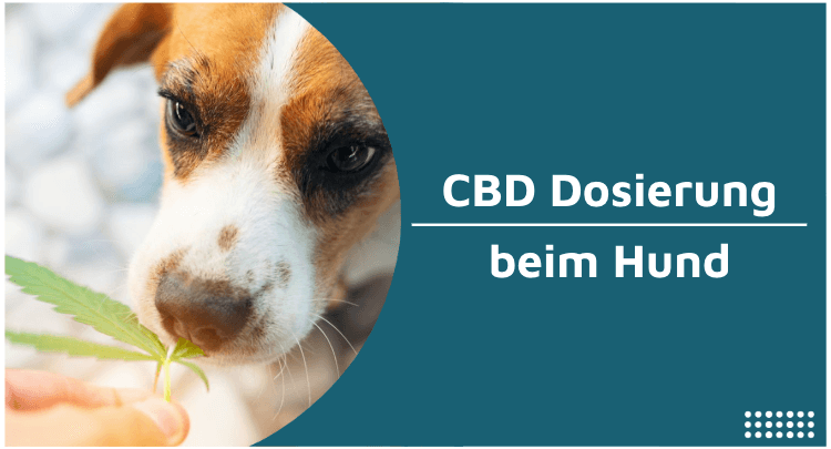 CBD Dosierung beim Hund