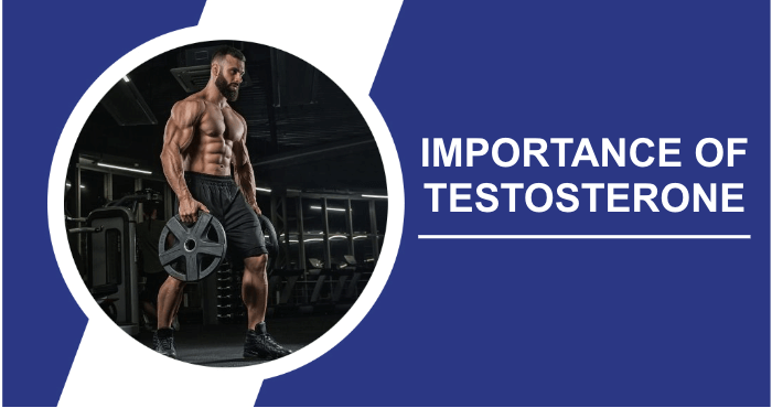Importance of testosterone image