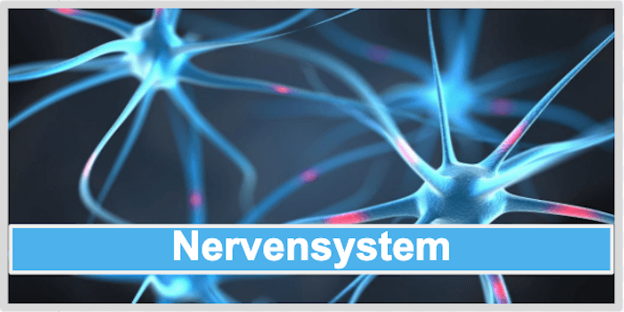 Nervensystem Acerola