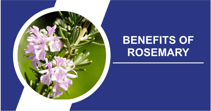 Benefits of rosemary image